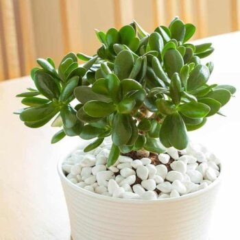 Green Jade Plant with lovely white Pot.