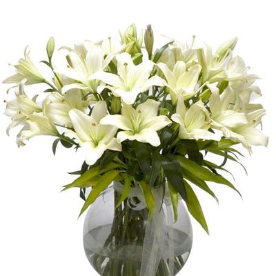 White lilies flowers pot