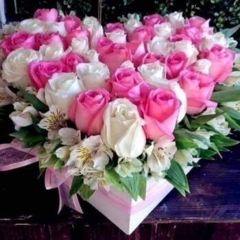 45 White and pink rose .